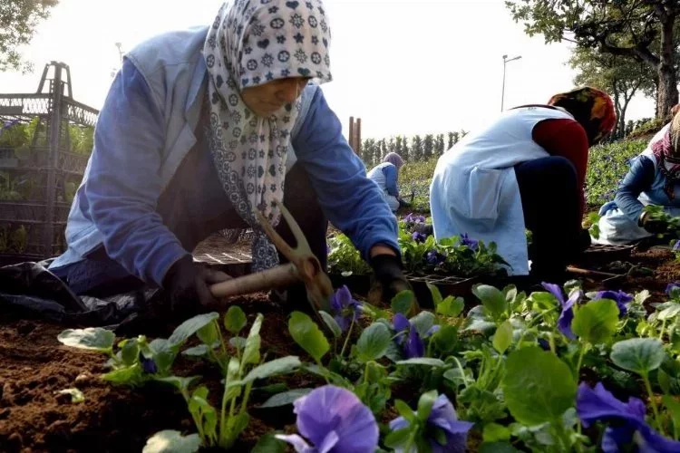Osmangazi’de 400 bin çiçek toprakla buluşuyor